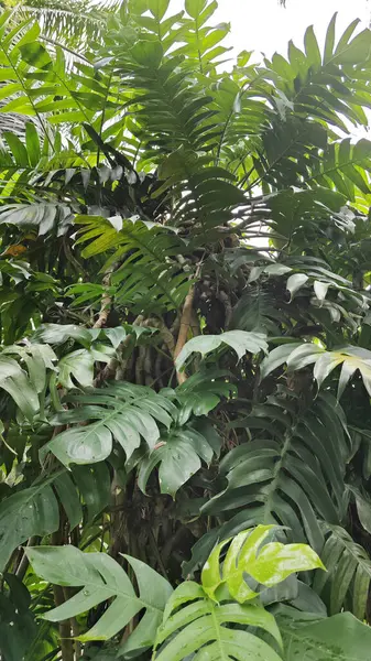 Çalı ve kümelenmiş yapraklı vahşi canavar çiftlikteki çayırda.. 