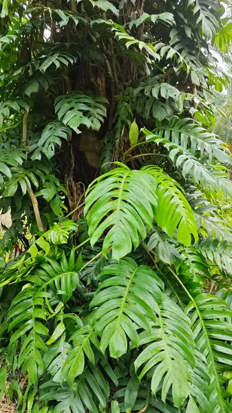 Çalı ve kümelenmiş yapraklı vahşi canavar çiftlikteki çayırda.. 