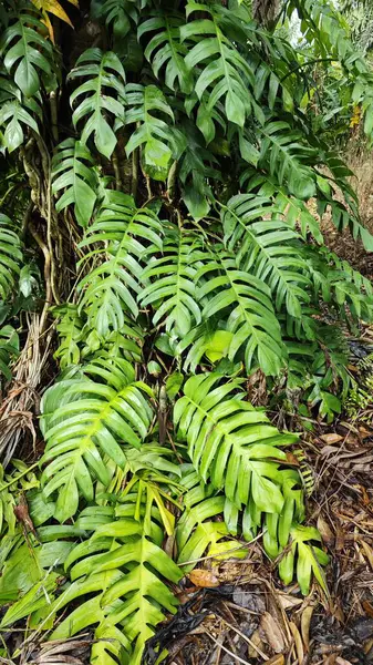 Çalı ve kümelenmiş yapraklı vahşi canavar çiftlikteki çayırda.. 