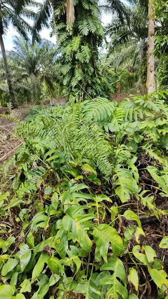 Çalı ve kümelenmiş yapraklı vahşi canavar çiftlikteki çayırda.. 
