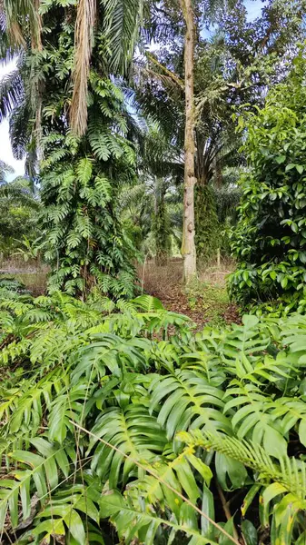 Çalı ve kümelenmiş yapraklı vahşi canavar çiftlikteki çayırda.. 