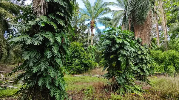 Çalı ve kümelenmiş yapraklı vahşi canavar çiftlikteki çayırda.. 