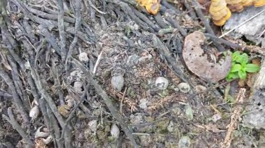 Kökü sökülmüş gövdenin etrafında bulunan yenilemez mantar parçacıkları.. 