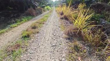 Kırsal yol boyunca sarı renkli ve ölmekte olan kogonotlar bulundu..  
