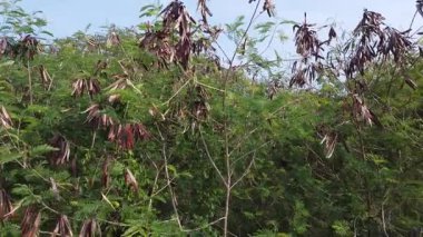 Lökosephala ağaçlarındaki yapraklı yeşil ve baklava desenli meyvelere bakıyorum..   