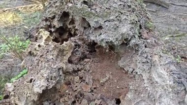 Hurma ağacını söküp yere sermişti..