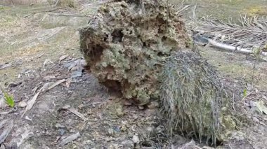 Hurma ağacını söküp yere sermişti..