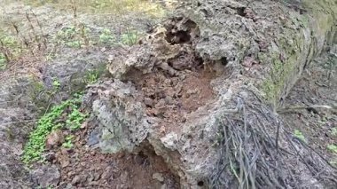 Hurma ağacını söküp yere sermişti..