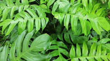 Çalı çırpı ve yapraklı vahşi canavar çayırda leziz.. 