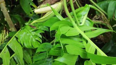 Çalı çırpı ve yapraklı vahşi canavar çayırda leziz.. 