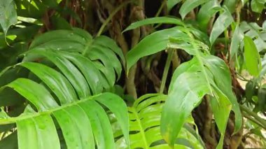 Çalı çırpı ve yapraklı vahşi canavar çayırda leziz.. 