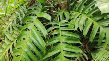 Çalı çırpı ve yapraklı vahşi canavar çayırda leziz.. 