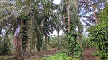 Çalı çırpı ve yapraklı vahşi canavar çayırda leziz.. 