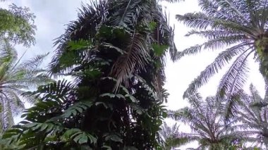 Çalı çırpı ve yapraklı vahşi canavar çayırda leziz.. 