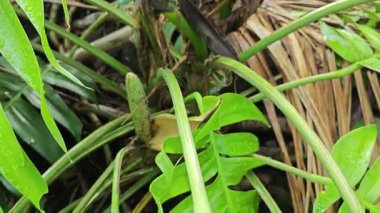 Çalı çırpı ve yapraklı vahşi canavar çayırda leziz.. 