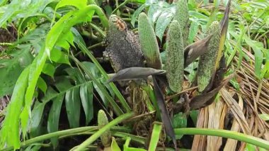 Çalı çırpı ve yapraklı vahşi canavar çayırda leziz.. 