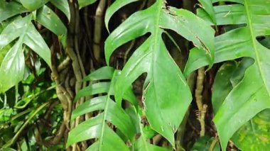 Çalı çırpı ve yapraklı vahşi canavar çayırda leziz.. 