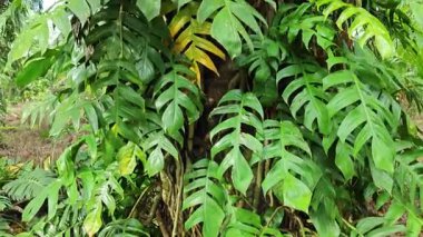 Çalı çırpı ve yapraklı vahşi canavar çayırda leziz.. 