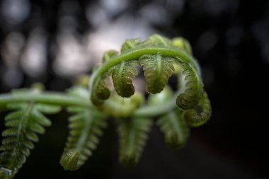 Epifiz vahşi eğreltiotu yaprağının yakın çekimi..