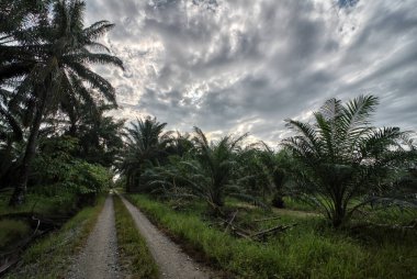 kırsal alana bakıyorum sabahın erken saatlerinde bulutlu gökyüzüne. 