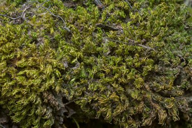 Ağaçta ve toprakta yetişen bazı ortak organizmaların yakın çekimi..