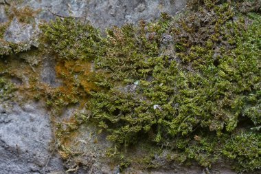 Ağaçta ve toprakta yetişen bazı ortak organizmaların yakın çekimi..