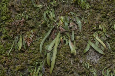 Ağaçta ve toprakta yetişen bazı ortak organizmaların yakın çekimi..