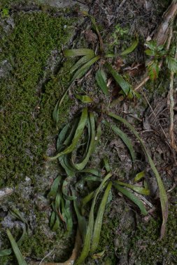Ağaçta ve toprakta yetişen bazı ortak organizmaların yakın çekimi..