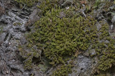 Ağaçta ve toprakta yetişen bazı ortak organizmaların yakın çekimi..