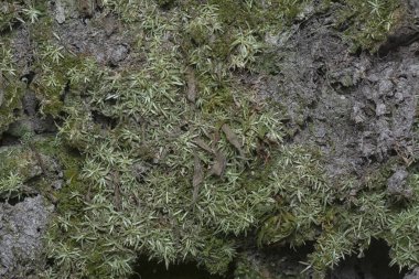 Ağaçta ve toprakta yetişen bazı ortak organizmaların yakın çekimi..