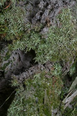 Ağaçta ve toprakta yetişen bazı ortak organizmaların yakın çekimi..