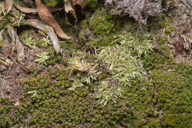 Ağaçta ve toprakta yetişen bazı ortak organizmaların yakın çekimi..
