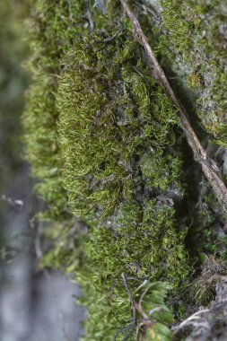 Ağaçta ve toprakta yetişen bazı ortak organizmaların yakın çekimi..
