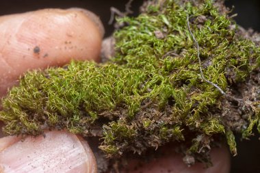 Ağaçta ve toprakta yetişen bazı ortak organizmaların yakın çekimi..