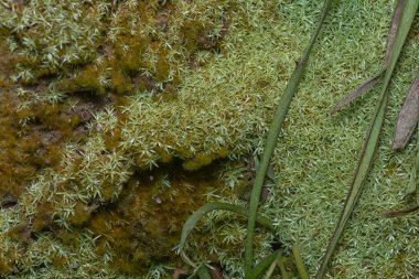 Ağaçta ve toprakta yetişen bazı ortak organizmaların yakın çekimi..