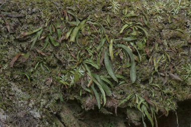Ağaçta ve toprakta yetişen bazı ortak organizmaların yakın çekimi..