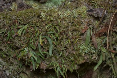 Ağaçta ve toprakta yetişen bazı ortak organizmaların yakın çekimi..