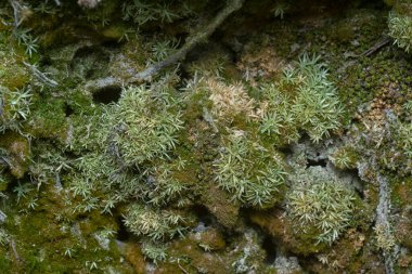 Ağaçta ve toprakta yetişen bazı ortak organizmaların yakın çekimi..