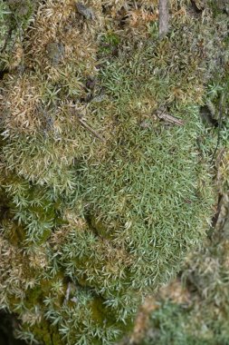 Ağaçta ve toprakta yetişen bazı ortak organizmaların yakın çekimi..