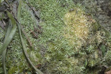 Ağaçta ve toprakta yetişen bazı ortak organizmaların yakın çekimi..