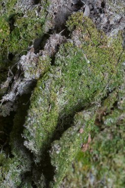 Ağaçta ve toprakta yetişen bazı ortak organizmaların yakın çekimi..