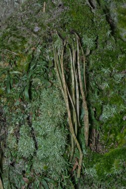 Ağaçta ve toprakta yetişen bazı ortak organizmaların yakın çekimi..