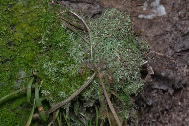Ağaçta ve toprakta yetişen bazı ortak organizmaların yakın çekimi..