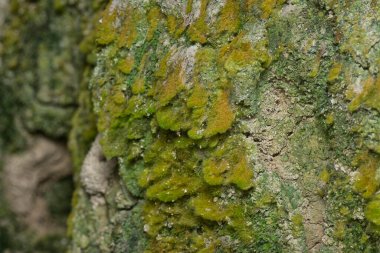 Ağaçta ve toprakta yetişen bazı ortak organizmaların yakın çekimi..