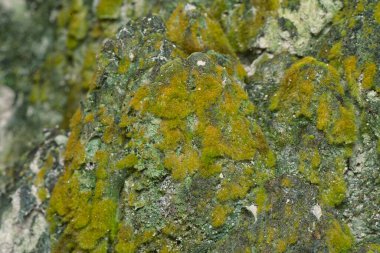 Ağaçta ve toprakta yetişen bazı ortak organizmaların yakın çekimi..