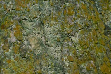 Ağaçta ve toprakta yetişen bazı ortak organizmaların yakın çekimi..