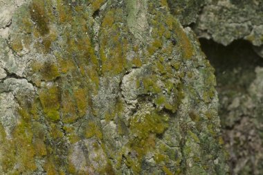 Ağaçta ve toprakta yetişen bazı ortak organizmaların yakın çekimi..