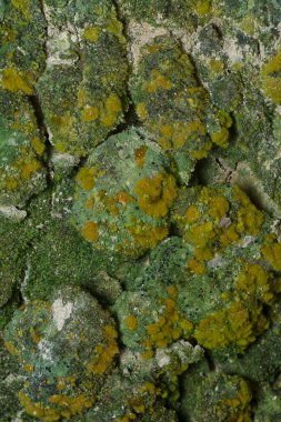 Ağaçta ve toprakta yetişen bazı ortak organizmaların yakın çekimi..