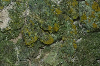 Ağaçta ve toprakta yetişen bazı ortak organizmaların yakın çekimi..