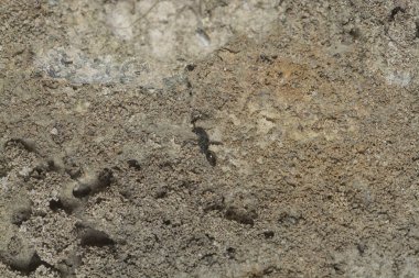 Ateş karıncaları labirenti kara toprak desenli yuvaya yakın çekim. 